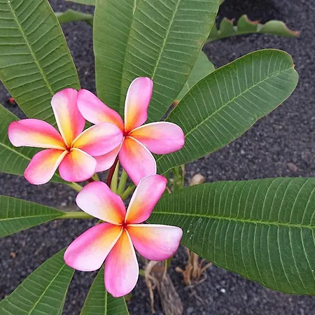 Fuerteventura Origo Mare Casa 3 P (adults Only)
